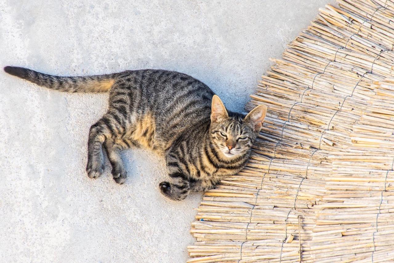 Peristeronas Village Klouvas エクステリア 写真